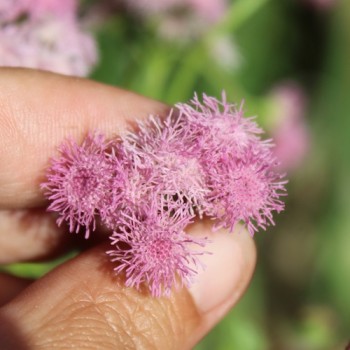 Leberbalsam pink (Samen)