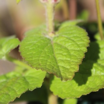 Leberbalsam pink (Samen)