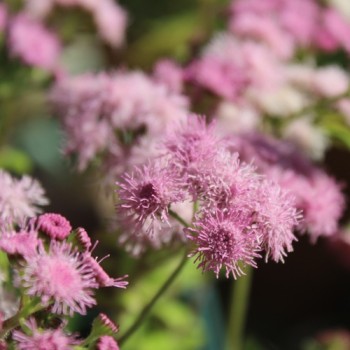 Leberbalsam pink (Samen)