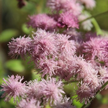 Leberbalsam pink (Samen)
