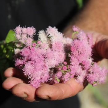 Leberbalsam pink (Samen)