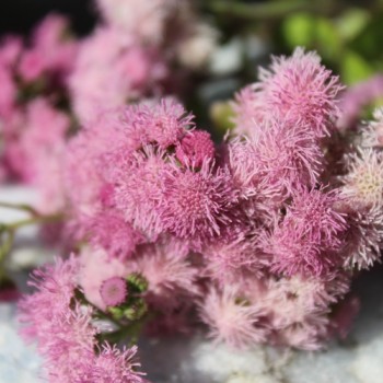 Leberbalsam pink (Samen)