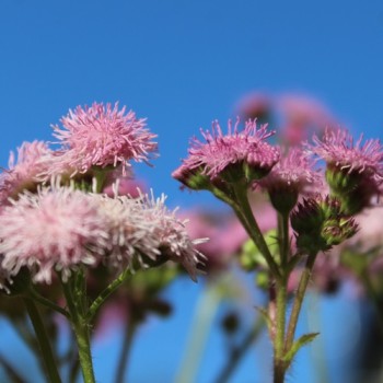 Leberbalsam pink (Samen)
