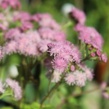 Leberbalsam pink (Samen)