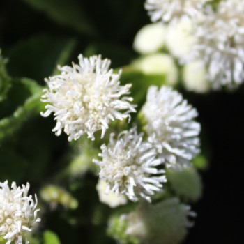 Leberbalsam weiß (Samen)