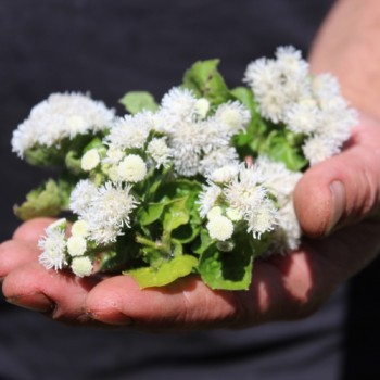 Leberbalsam weiß (Samen)