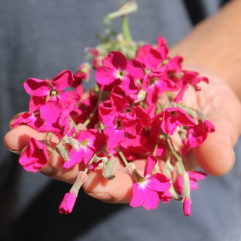 Levkoje Dwarf Crimson (Samen)