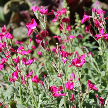 Levkoje Dwarf Crimson (Samen)