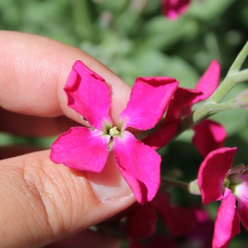 Levkoje Dwarf Crimson (Samen)
