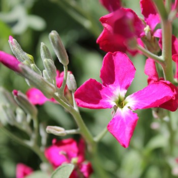 Levkoje Dwarf Crimson (Samen)