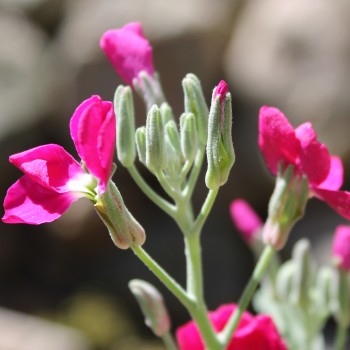 Levkoje Dwarf Crimson (Samen)