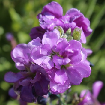 Levkoje Dwarf Azure Blue (Samen)