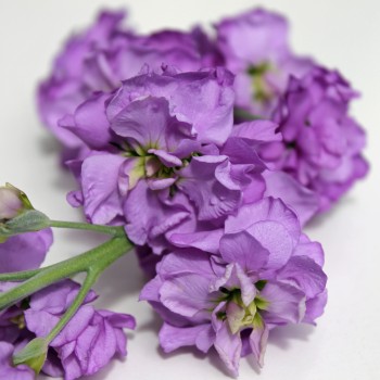 Levkoje Dwarf Azure Blue (Samen)
