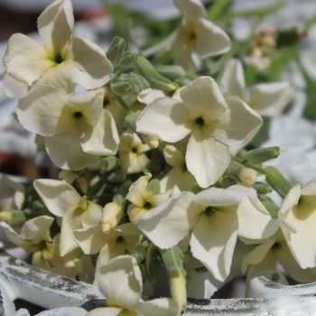 Levkoje Dwarf Yellow (Samen)