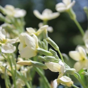 Levkoje Dwarf Yellow (Samen)