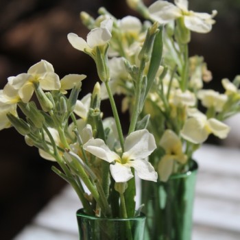 Levkoje Dwarf Yellow (Samen)