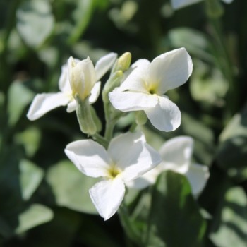 Levkoje Dwarf Yellow (Samen)
