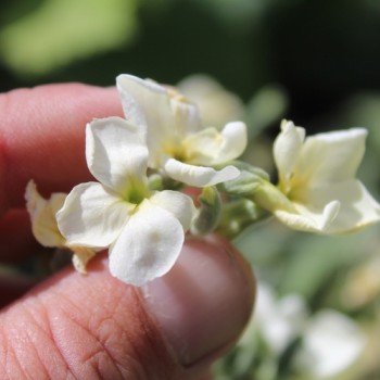 Levkoje Dwarf Yellow (Samen)