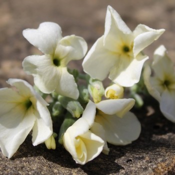Levkoje Dwarf Yellow (Samen)