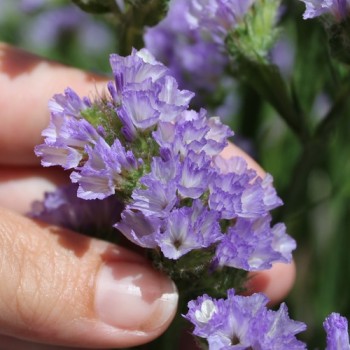 Neu! Meerlavendel - Statice Lilac Lavender (Samen)