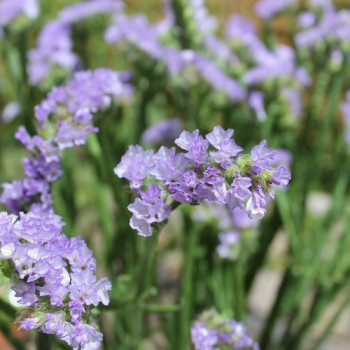 Neu! Meerlavendel - Statice Lilac Lavender (Samen)