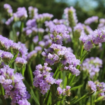 Neu! Meerlavendel - Statice Lilac Lavender (Samen)