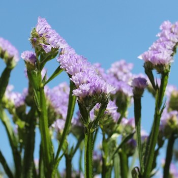 Neu! Meerlavendel - Statice Lilac Lavender (Samen)