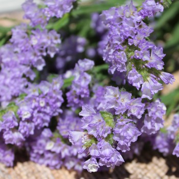 Neu! Meerlavendel - Statice Lilac Lavender (Samen)