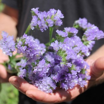 Neu! Meerlavendel - Statice Lilac Lavender (Samen)
