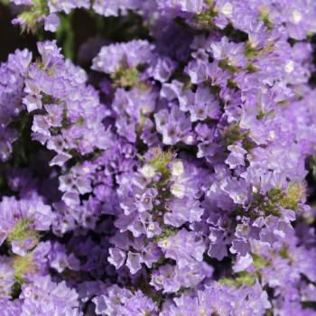 Neu! Meerlavendel - Statice Lilac Lavender (Samen)