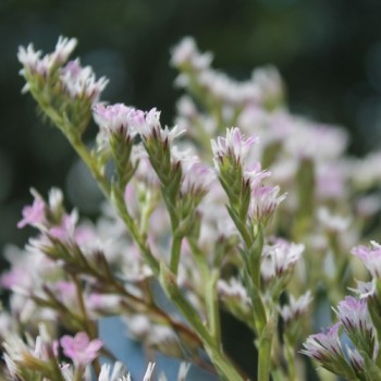 Tatarischer Meerlavendel (Samen)