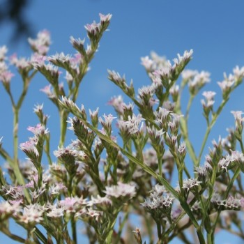 Tatarischer Meerlavendel (Samen)