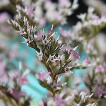 Tatarischer Meerlavendel (Samen)