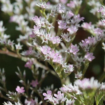 Tatarischer Meerlavendel (Samen)