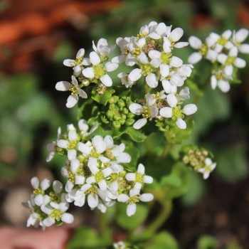 Löffelkraut (Samen)