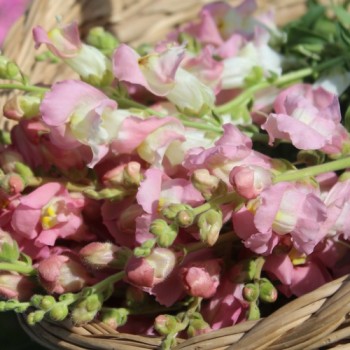 Löwenmäulchen Appleblossom (Samen)