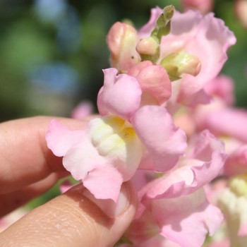 Löwenmäulchen Appleblossom (Samen)