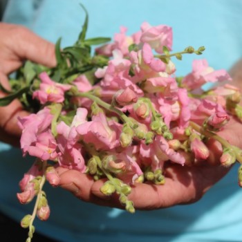 Löwenmäulchen Appleblossom (Samen)