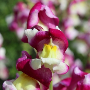 Löwenmäulchen Cherry Twist (Samen)
