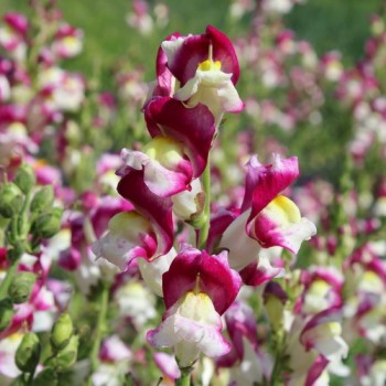 Löwenmäulchen Cherry Twist (Samen)
