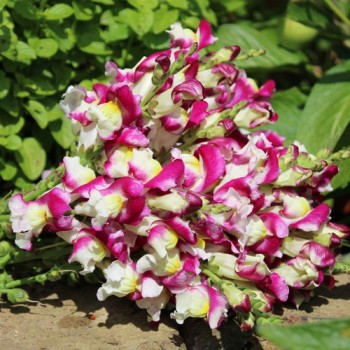 Löwenmäulchen Cherry Twist (Samen)