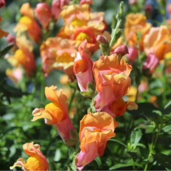Löwenmäulchen Orange Wonder (Samen)