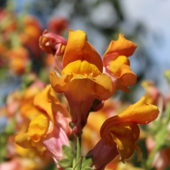 Löwenmäulchen Orange Wonder (Samen)