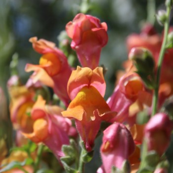 Löwenmäulchen Orange Wonder (Samen)