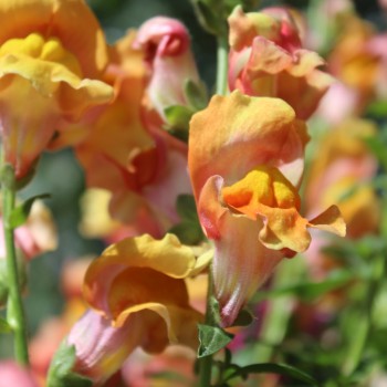 Löwenmäulchen Orange Wonder (Samen)