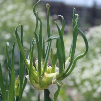 Luftzwiebel - Ägyptische Zwiebel (Pflanze)