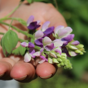 Duft-Lupine niedrig (Samen)