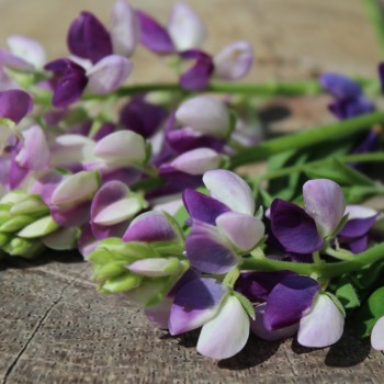 Duft-Lupine niedrig (Samen)