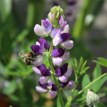 Duft-Lupine niedrig (Samen)