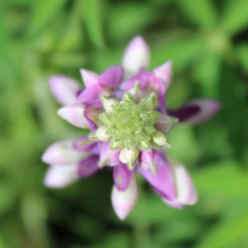 Duft-Lupine niedrig (Samen)